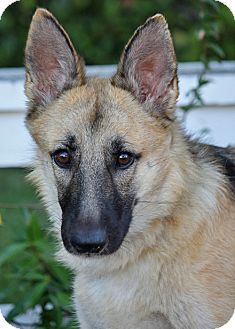 German Shepherd Dog Mix Dog for Sale in Los Angeles, California - Nala von Somer German Shepherd Dog Mix Dog for Sale in Los Angeles, California - Nala von Somer