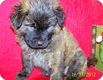 German Shepherd Dog/Boxer Mix Puppy for Sale in Niagra Falls, New York - Brusier German Shepherd Dog/Boxer Mix Puppy for Sale in Niagra Falls, New York - Brusier