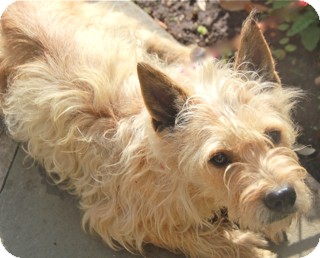 Cairn Terrier/Poodle (Miniature) Mix Dog for Sale in Norwalk, Connecticut - Carolina - adoption pending Cairn Terrier/Poodle (Miniature) Mix Dog for Sale in Norwalk, Connecticut - Carolina - adoption pending