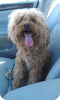 Poodle (Miniature) Mix Dog for Sale in Scottsdale, Arizona - Teak Poodle (Miniature) Mix Dog for Sale in Scottsdale, Arizona - Teak