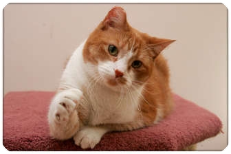 Domestic Shorthair Cat for Sale in Sterling Heights, Michigan - Barney - ADOPTED! Domestic Shorthair Cat for Sale in Sterling Heights, Michigan - Barney - ADOPTED!