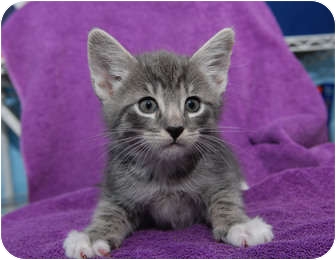 Domestic Shorthair Kitten for Sale in New York, New York - Lowell Domestic Shorthair Kitten for Sale in New York, New York - Lowell