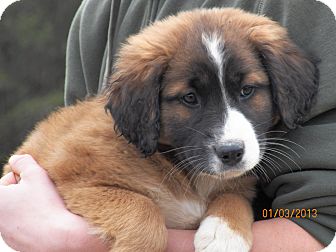 Shepherd (Unknown Type)/Labrador Retriever Mix Puppy for Sale in Sussex, New Jersey - Autumn Shepherd (Unknown Type)/Labrador Retriever Mix Puppy for Sale in Sussex, New Jersey - Autumn