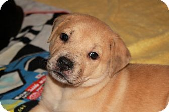 Labrador Retriever/Bulldog Mix Puppy for Sale in Marietta, Georgia - Mowgli Labrador Retriever/Bulldog Mix Puppy for Sale in Marietta, Georgia - Mowgli