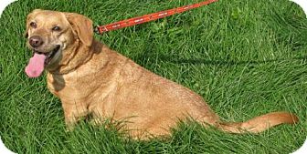 Labrador Retriever Mix Dog for Sale in Lisbon, Ohio - Honey Labrador Retriever Mix Dog for Sale in Lisbon, Ohio - Honey