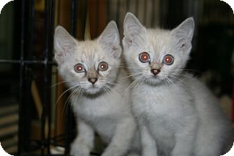 Siamese Kitten for Sale in Hagerstown, Maryland - Virginia and/or Caroline Siamese Kitten for Sale in Hagerstown, Maryland - Virginia and/or Caroline