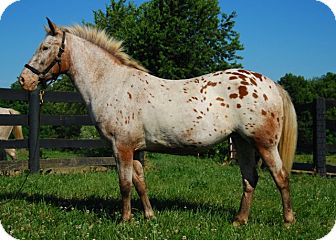 Pony - of America Mix for Sale in Nicholasville, Kentucky - Lucy Pony - of America Mix for Sale in Nicholasville, Kentucky - Lucy
