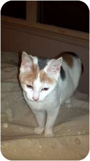 Calico Kitten for Sale in Berkeley Hts, New Jersey - Zelda Calico Kitten for Sale in Berkeley Hts, New Jersey - Zelda