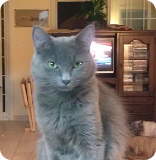 Domestic Shorthair Cat for Sale in Orlando, Florida - Queeny Domestic Shorthair Cat for Sale in Orlando, Florida - Queeny