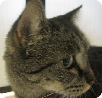 American Shorthair Cat for Sale in Poway, California - Violet Rose American Shorthair Cat for Sale in Poway, California - Violet Rose