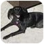 Photo 4 - Papillon/Spaniel (Unknown Type) Mix Dog for adoption in West Hollywood, California - Ebony - looking for a COMPASSIONATE home! videos Photo 4 - Papillon/Spaniel (Unknown Type) Mix Dog for adoption in West Hollywood, California - Ebony - looking for a COMPASSIONATE home! videos