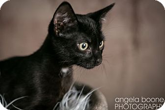 Domestic Shorthair Cat for Sale in Eagan, Minnesota - Yoshi Domestic Shorthair Cat for Sale in Eagan, Minnesota - Yoshi