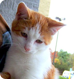 Domestic Mediumhair Kitten for Sale in Niagra Falls, New York - Stallone Domestic Mediumhair Kitten for Sale in Niagra Falls, New York - Stallone