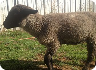 Sheep for Sale in Bangor, California - Trinket Sheep for Sale in Bangor, California - Trinket