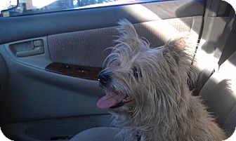 Cairn Terrier Mix Dog for Sale in Las Vegas, Nevada - Sandy Cairn Terrier Mix Dog for Sale in Las Vegas, Nevada - Sandy