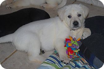 Labrador Retriever/German Shepherd Dog Mix Puppy for Sale in Minneola, Florida - Gracie Labrador Retriever/German Shepherd Dog Mix Puppy for Sale in Minneola, Florida - Gracie