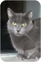 Domestic Shorthair Cat for Sale in North Branford, Connecticut - Handsome Boy Domestic Shorthair Cat for Sale in North Branford, Connecticut - Handsome Boy