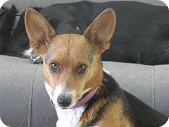 Corgi/Beagle Mix Dog for Sale in Roosevelt, Utah - Mama Cass Corgi/Beagle Mix Dog for Sale in Roosevelt, Utah - Mama Cass