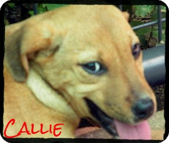 Shepherd (Unknown Type)/Labrador Retriever Mix Puppy for Sale in manasquam, New Jersey - Callie *Reduced Adoption Fee* Shepherd (Unknown Type)/Labrador Retriever Mix Puppy for Sale in manasquam, New Jersey - Callie *Reduced Adoption Fee*