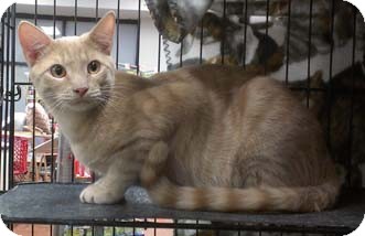 Domestic Shorthair Kitten for Sale in Merrifield, Virginia - Jefferson Domestic Shorthair Kitten for Sale in Merrifield, Virginia - Jefferson