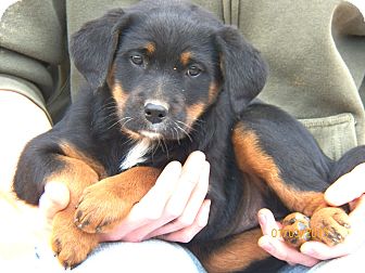 Shepherd (Unknown Type) Mix Puppy for Sale in Sussex, New Jersey - Duchess Shepherd (Unknown Type) Mix Puppy for Sale in Sussex, New Jersey - Duchess