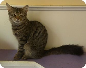 Domestic Shorthair Cat for Sale in Richboro, Pennsylvania - Johnny Depp Domestic Shorthair Cat for Sale in Richboro, Pennsylvania - Johnny Depp
