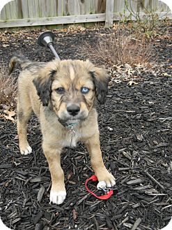 Australian Shepherd/Golden Retriever Mix Puppy for Sale in Homewood, Alabama - Blue Australian Shepherd/Golden Retriever Mix Puppy for Sale in Homewood, Alabama - Blue
