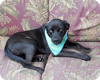 Labrador Retriever/Boxer Mix Dog for Sale in Ormond Beach, Florida - Luke Labrador Retriever/Boxer Mix Dog for Sale in Ormond Beach, Florida - Luke