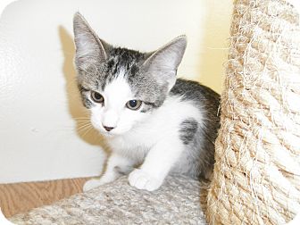 Domestic Mediumhair Kitten for Sale in Milwaukee, Wisconsin - Dakini Domestic Mediumhair Kitten for Sale in Milwaukee, Wisconsin - Dakini