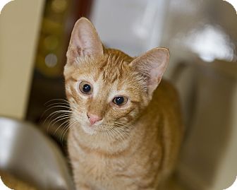 Domestic Shorthair Kitten for Sale in Farmingdale, New York - Odie Domestic Shorthair Kitten for Sale in Farmingdale, New York - Odie