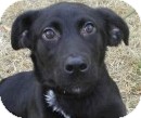 Labrador Retriever/Shepherd (Unknown Type) Mix Dog for Sale in Lincolnton, North Carolina - Lexi Labrador Retriever/Shepherd (Unknown Type) Mix Dog for Sale in Lincolnton, North Carolina - Lexi