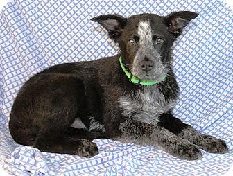 Australian Shepherd/Australian Cattle Dog Mix Puppy for Sale in Westminster, Colorado - Burroo Ned. Australian Shepherd/Australian Cattle Dog Mix Puppy for Sale in Westminster, Colorado - Burroo Ned.