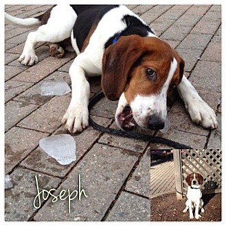 Treeing Walker Coonhound Puppy for Sale in Westland, Michigan - Joseph Treeing Walker Coonhound Puppy for Sale in Westland, Michigan - Joseph