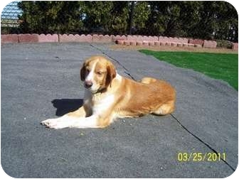 Brittany Dog for Sale in Spring City, Tennessee - Zara Brittany Dog for Sale in Spring City, Tennessee - Zara
