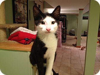 Domestic Shorthair Cat for Sale in East Hanover, New Jersey - Phantom Domestic Shorthair Cat for Sale in East Hanover, New Jersey - Phantom