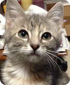 Domestic Shorthair Kitten for Sale in Kansas City, Missouri - Abby Domestic Shorthair Kitten for Sale in Kansas City, Missouri - Abby