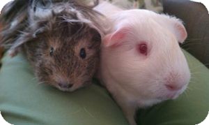 Guinea Pig for Sale in Costa Mesa, California - Marshmellow and Tumbleweed Guinea Pig for Sale in Costa Mesa, California - Marshmellow and Tumbleweed