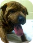 Shar Pei Mix Puppy for Sale in Manchester, Connecticut - Levi ADOPTION PENDING Shar Pei Mix Puppy for Sale in Manchester, Connecticut - Levi ADOPTION PENDING