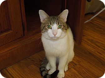 Domestic Shorthair Cat for Sale in Medina, Ohio - Marv Domestic Shorthair Cat for Sale in Medina, Ohio - Marv