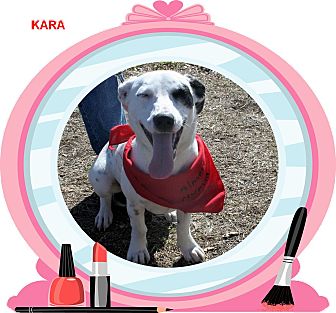 Jack Russell Terrier/Dachshund Mix Puppy for Sale in Euless, Texas - Keeping up with Kara Kardashia Jack Russell Terrier/Dachshund Mix Puppy for Sale in Euless, Texas - Keeping up with Kara Kardashia