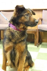 Shepherd (Unknown Type) Mix Dog for Sale in Dover, Ohio - Joy Shepherd (Unknown Type) Mix Dog for Sale in Dover, Ohio - Joy