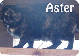 American Shorthair Cat for Sale in Hamilton, Montana - aster American Shorthair Cat for Sale in Hamilton, Montana - aster