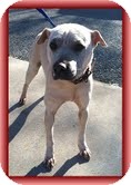 Shar Pei Mix Dog for Sale in Windham, New Hampshire - Tinkerbell (Urgent!) $250 fee Shar Pei Mix Dog for Sale in Windham, New Hampshire - Tinkerbell (Urgent!) $250 fee