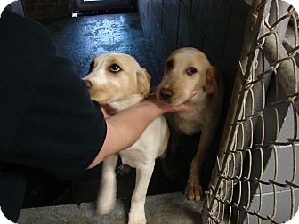 Labrador Retriever/Cattle Dog Mix Dog for Sale in Fort Scott, Kansas - Abby Labrador Retriever/Cattle Dog Mix Dog for Sale in Fort Scott, Kansas - Abby