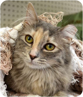Domestic Mediumhair Cat for Sale in Troy, Michigan - Sardine Domestic Mediumhair Cat for Sale in Troy, Michigan - Sardine