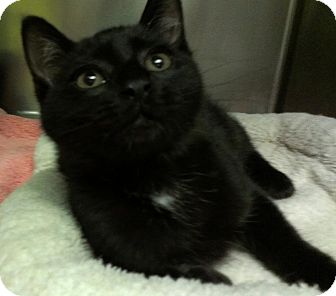 Domestic Shorthair Cat for Sale in Richboro, Pennsylvania - Drake Domestic Shorthair Cat for Sale in Richboro, Pennsylvania - Drake