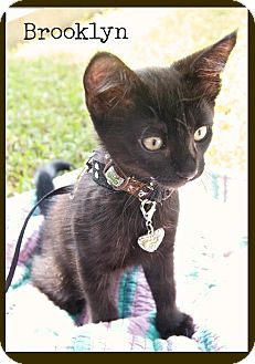 Domestic Shorthair Kitten for Sale in santa monica, California - Brooklyn Domestic Shorthair Kitten for Sale in santa monica, California - Brooklyn
