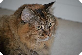 Maine Coon Cat for Sale in Laguna Woods, California - ninja Maine Coon Cat for Sale in Laguna Woods, California - ninja