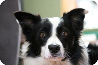 Border Collie Dog for Sale in Emsdale (Huntsville), Ontario - Jersey - Border Collie! Border Collie Dog for Sale in Emsdale (Huntsville), Ontario - Jersey - Border Collie!