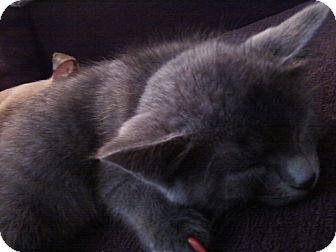 Domestic Shorthair Kitten for Sale in Fairborn, Ohio - Amira Domestic Shorthair Kitten for Sale in Fairborn, Ohio - Amira